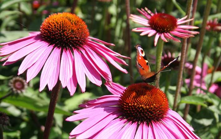 Das Glück ist ein Schmetterling. WeisheitsgeschichteMärchenhaft und
